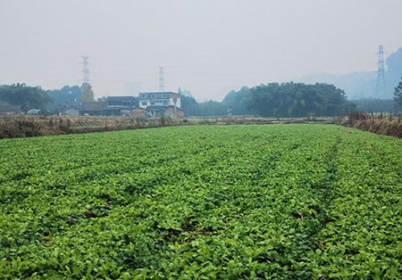 “蔬”写好“丰景”！乐山高新区冬日蔬菜采收忙